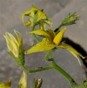  Inflorescence-Cymose